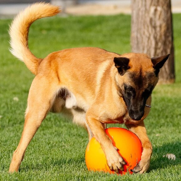 Virtually Indestructible Best Ball for Dogs, 10-inch - Picture 6 of 8
